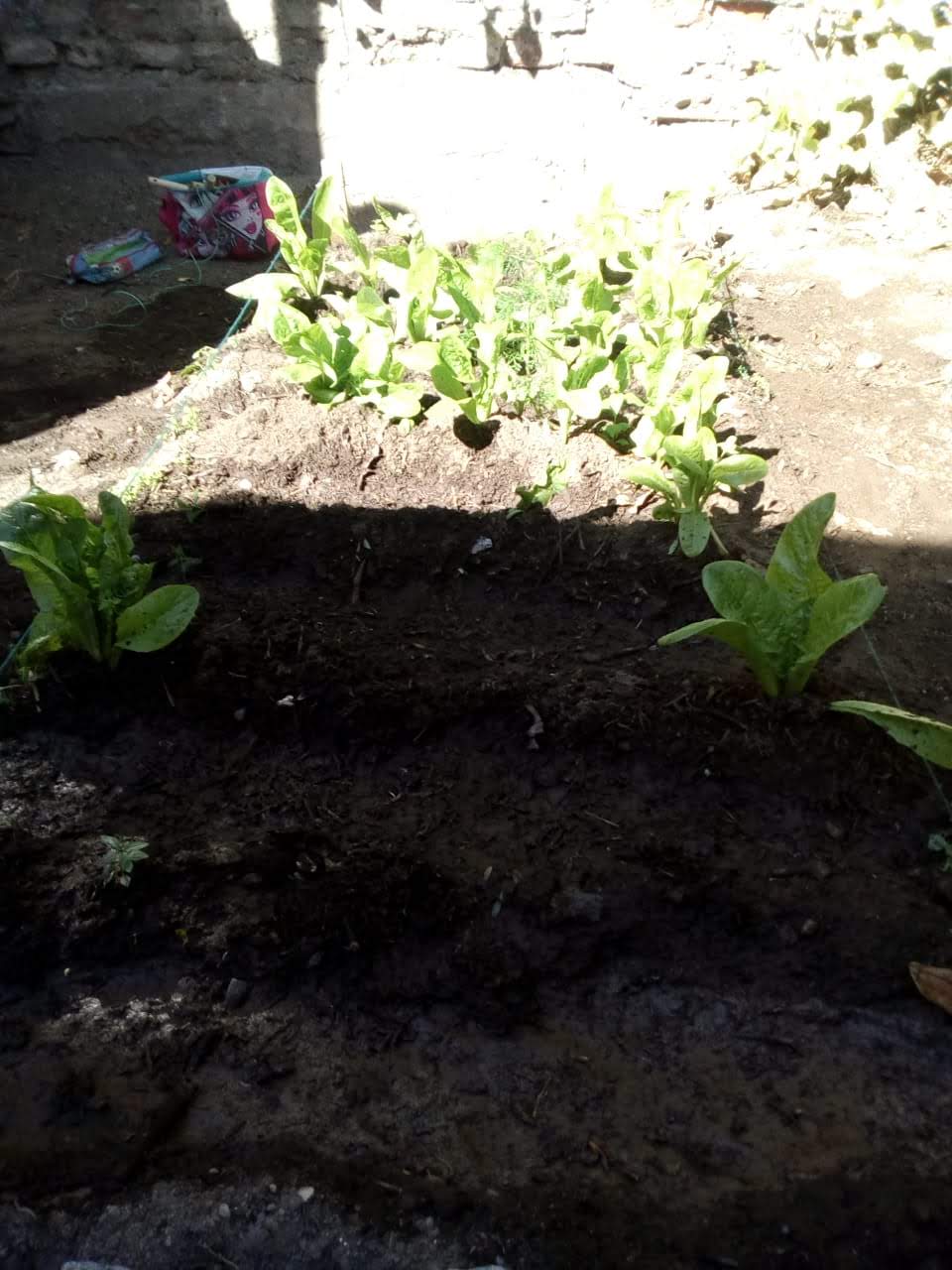 Cama de cultivo de hortalizas, preparada íntegramente con el trabajo coordinado, permanente y constante de grupos de estudiantes.s