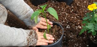 manos de niño plantando una planta en macetero