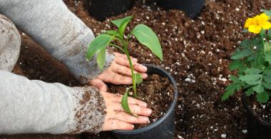 manos de niño plantando una planta en macetero